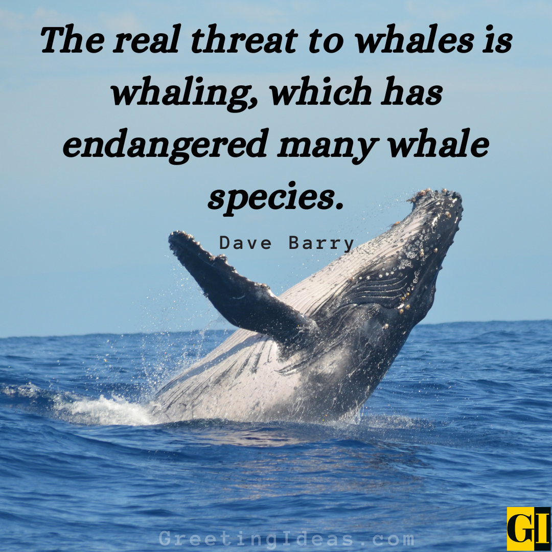 30 Inspiring Whale Quotes and Sayings