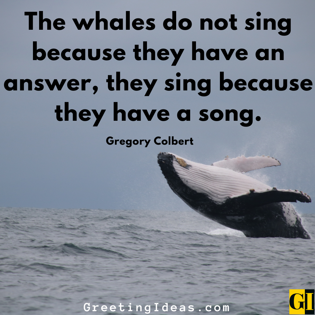 30 Inspiring Whale Quotes and Sayings