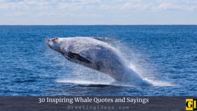 30 Inspiring Whale Quotes and Sayings