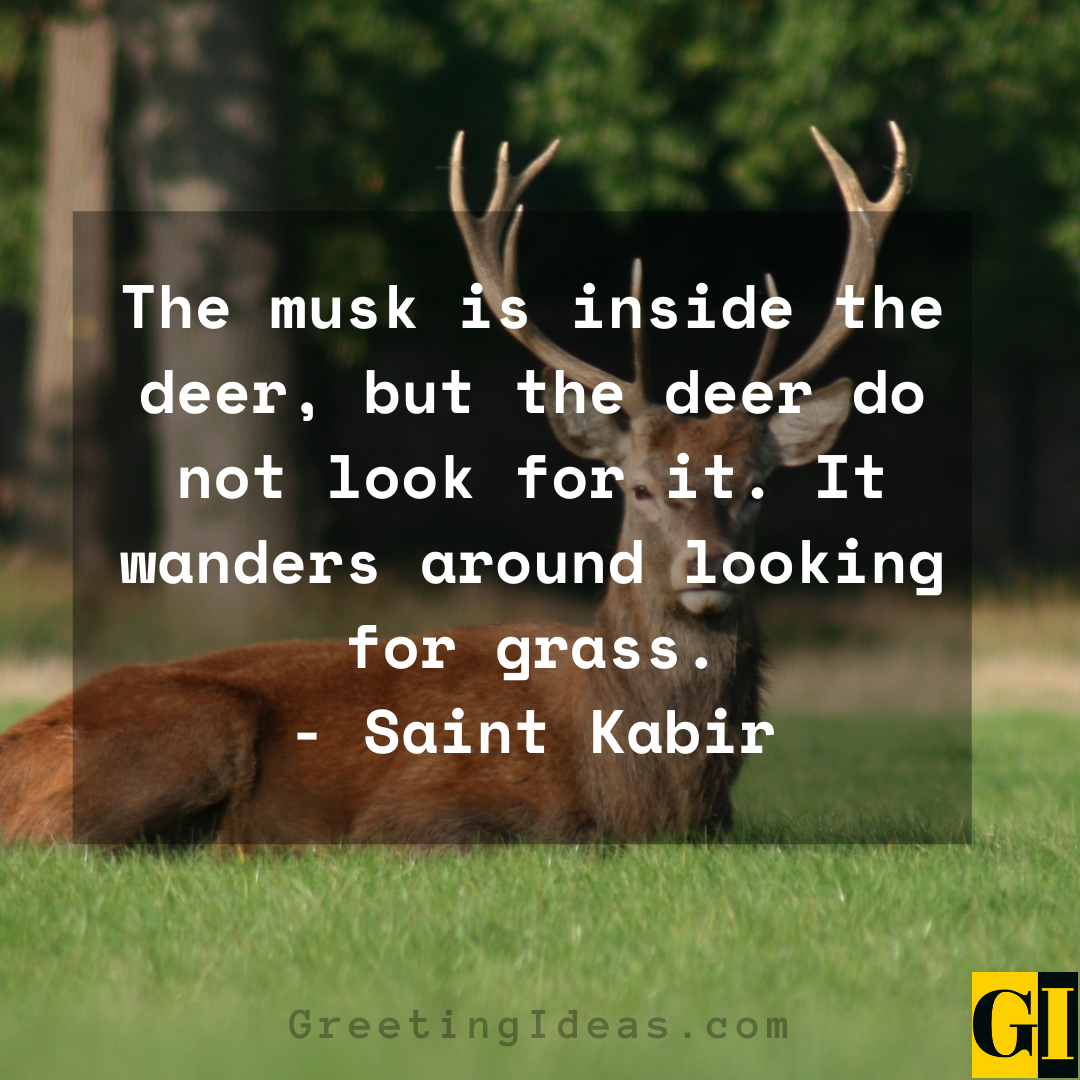 15 Wise and Inspiring Deer Quotes and Sayings