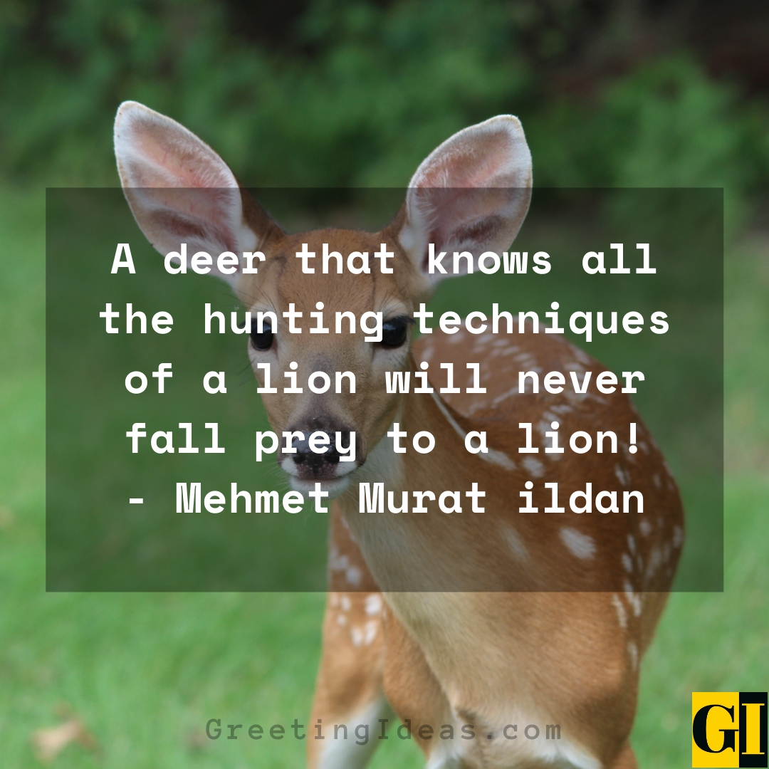 Deer Quotes Greeting Ideas 2