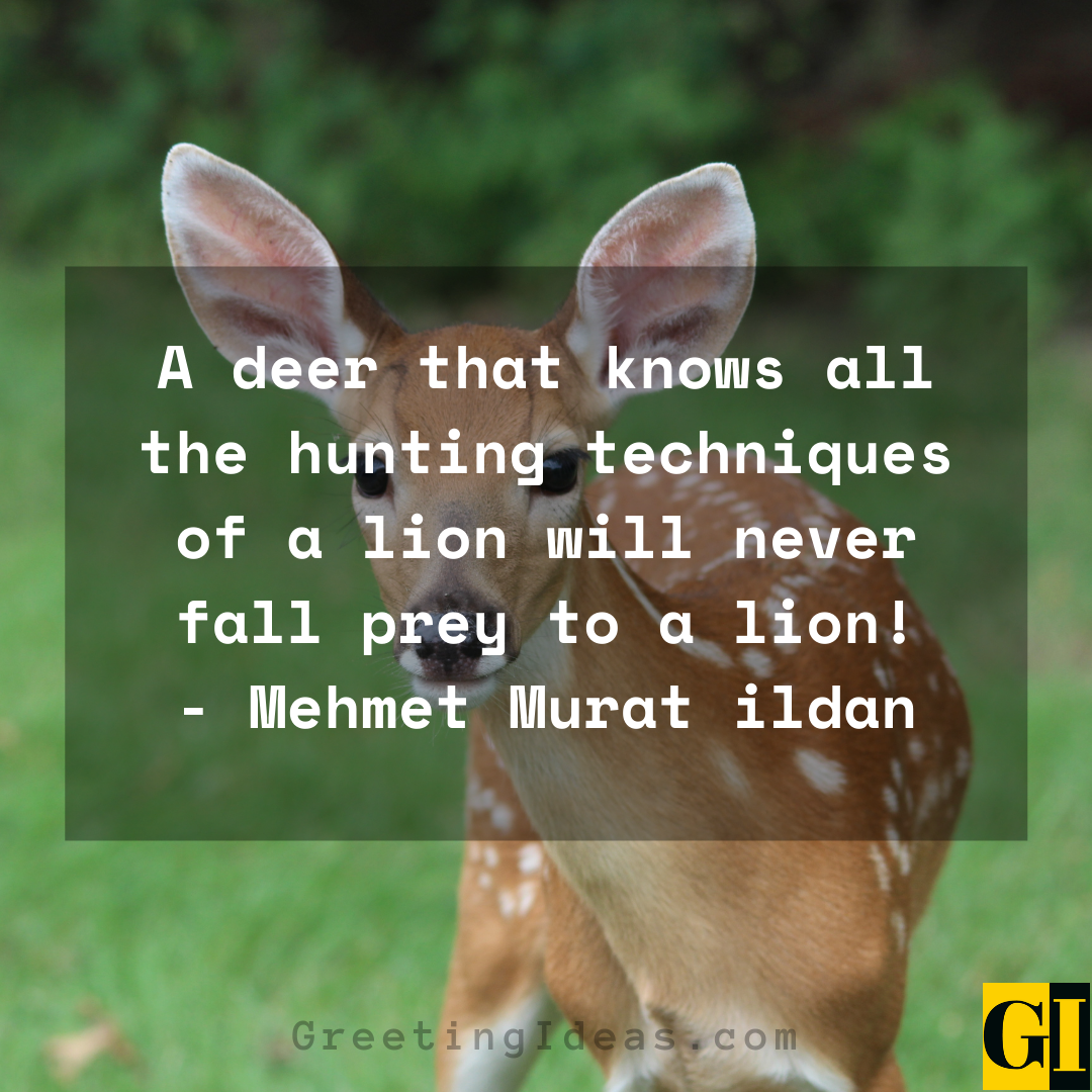 15 Wise and Inspiring Deer Quotes and Sayings