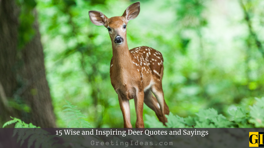Deer Quotes