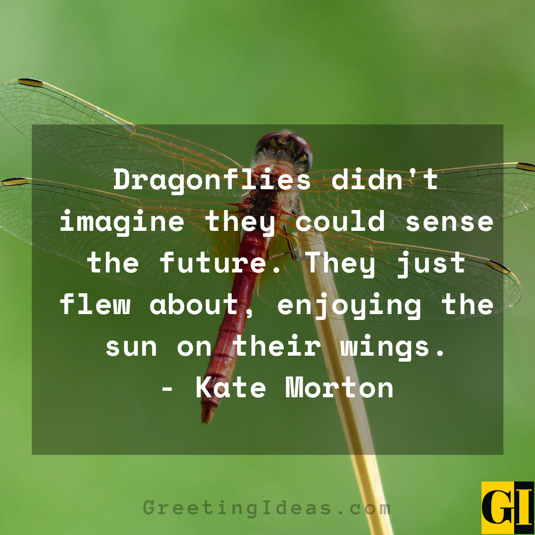 Dragonfly Quotes Greeting Ideas 2