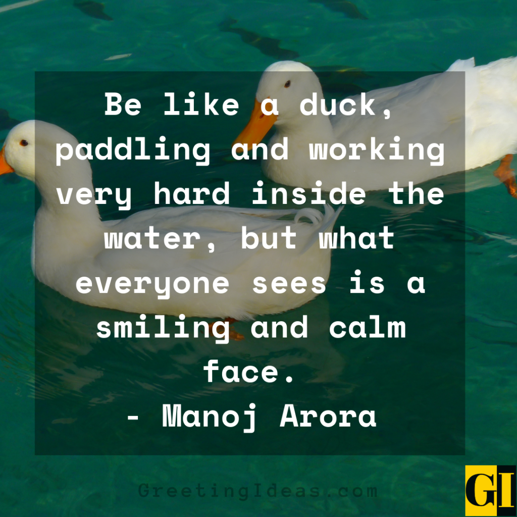 30 Inspiring Duck Quotes to Stay Calm Amidst the Storm