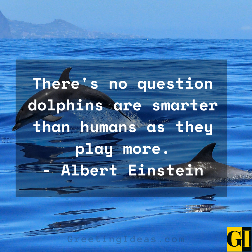 Quotes About Dolphins. QuotesGram