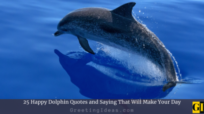 25 Happy Dolphin Quotes and Saying That Will Make Your Day