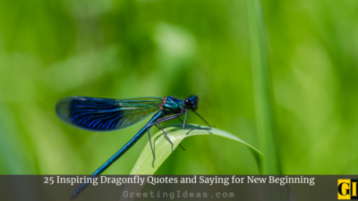 25 Inspiring Dragonfly Quotes and Saying for New Beginning