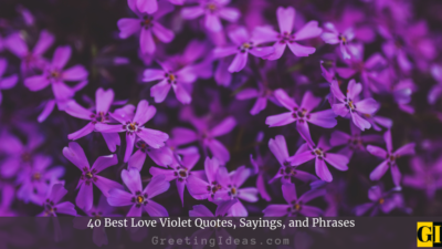 40 Best Love Violet Quotes, Sayings, and Phrases