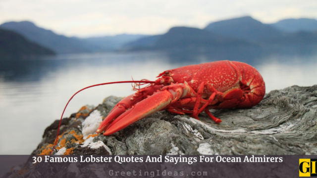 30 Famous Lobster Quotes And Sayings For Ocean Admirers