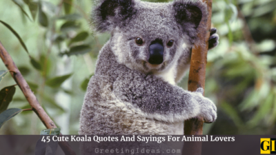 45 Cute Koala Quotes And Sayings For Animal Lovers