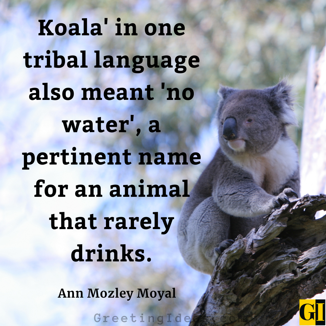 45 Cute Koala Quotes And Sayings For Animal Lovers