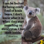 45 Cute Koala Quotes And Sayings For Animal Lovers