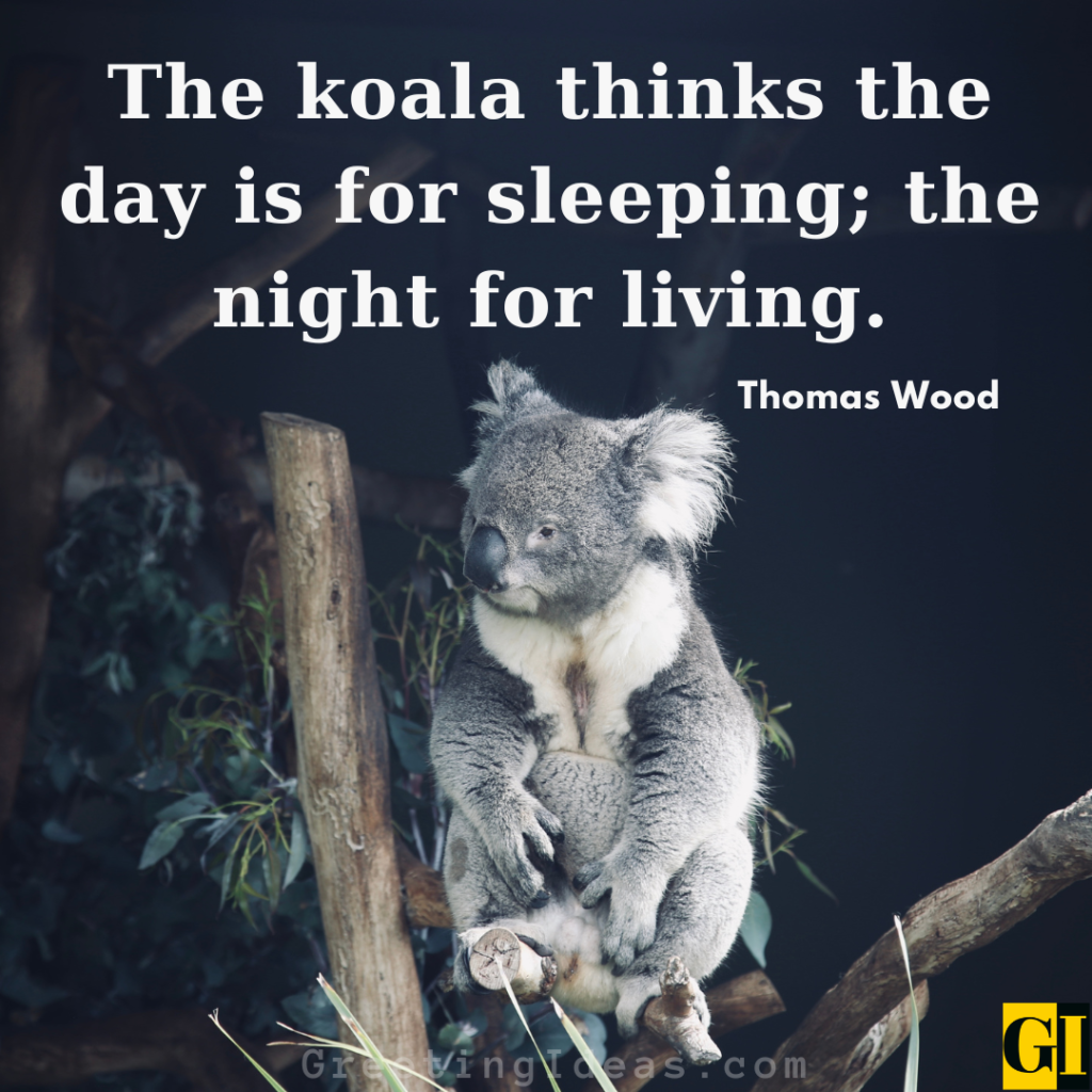 Koala Quotes Images Greeting Ideas 4
