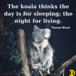 45 Cute Koala Quotes And Sayings For Animal Lovers