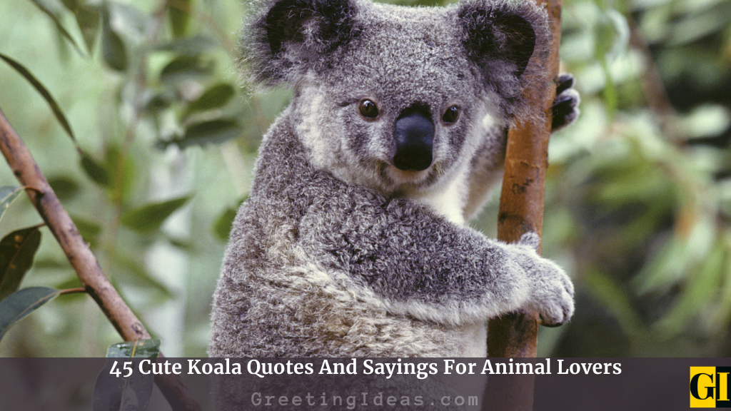 Koala Quotes