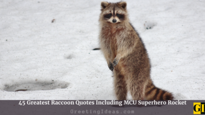 45 Greatest Raccoon Quotes Including MCU Superhero Rocket