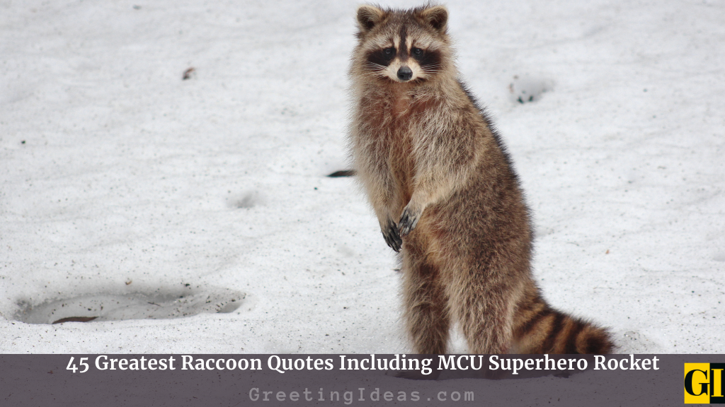 Raccoon Quotes Images