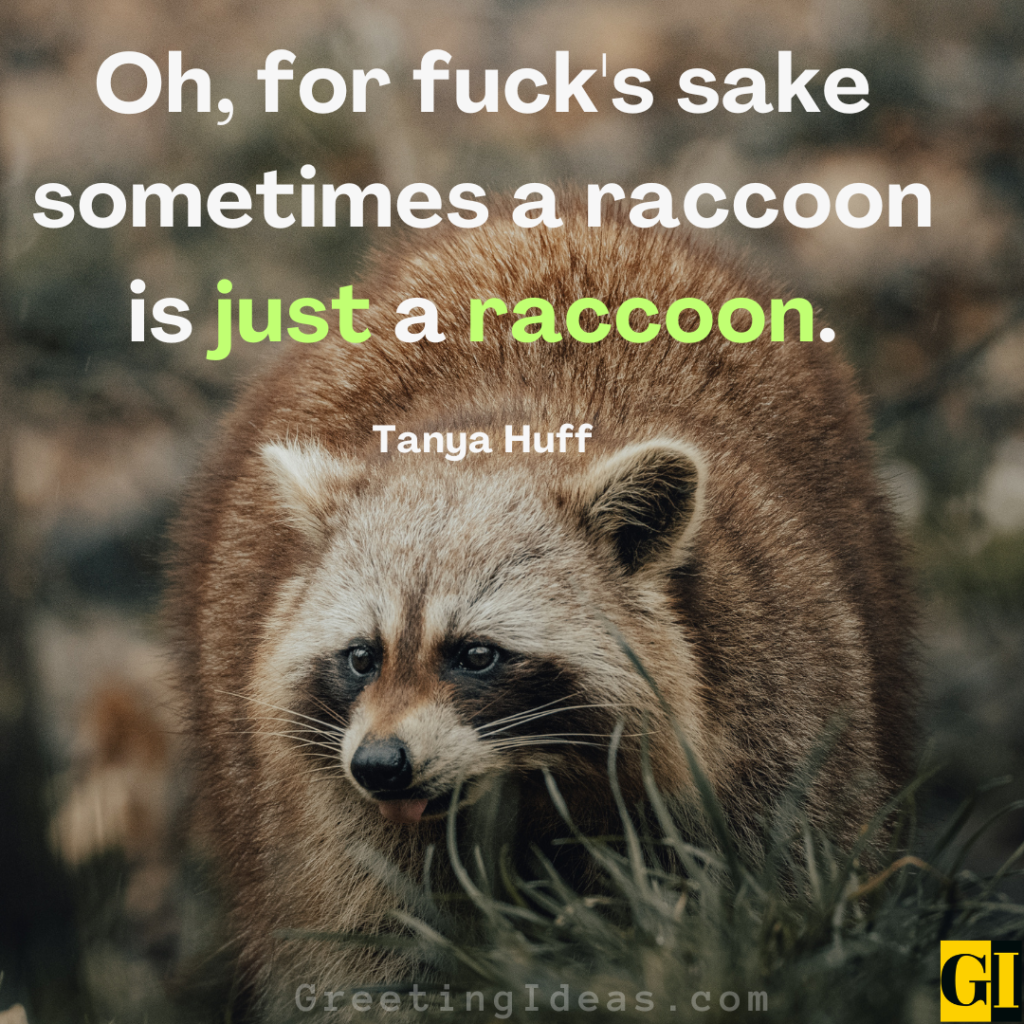 Raccoon Quotes Images Greeting Ideas 1