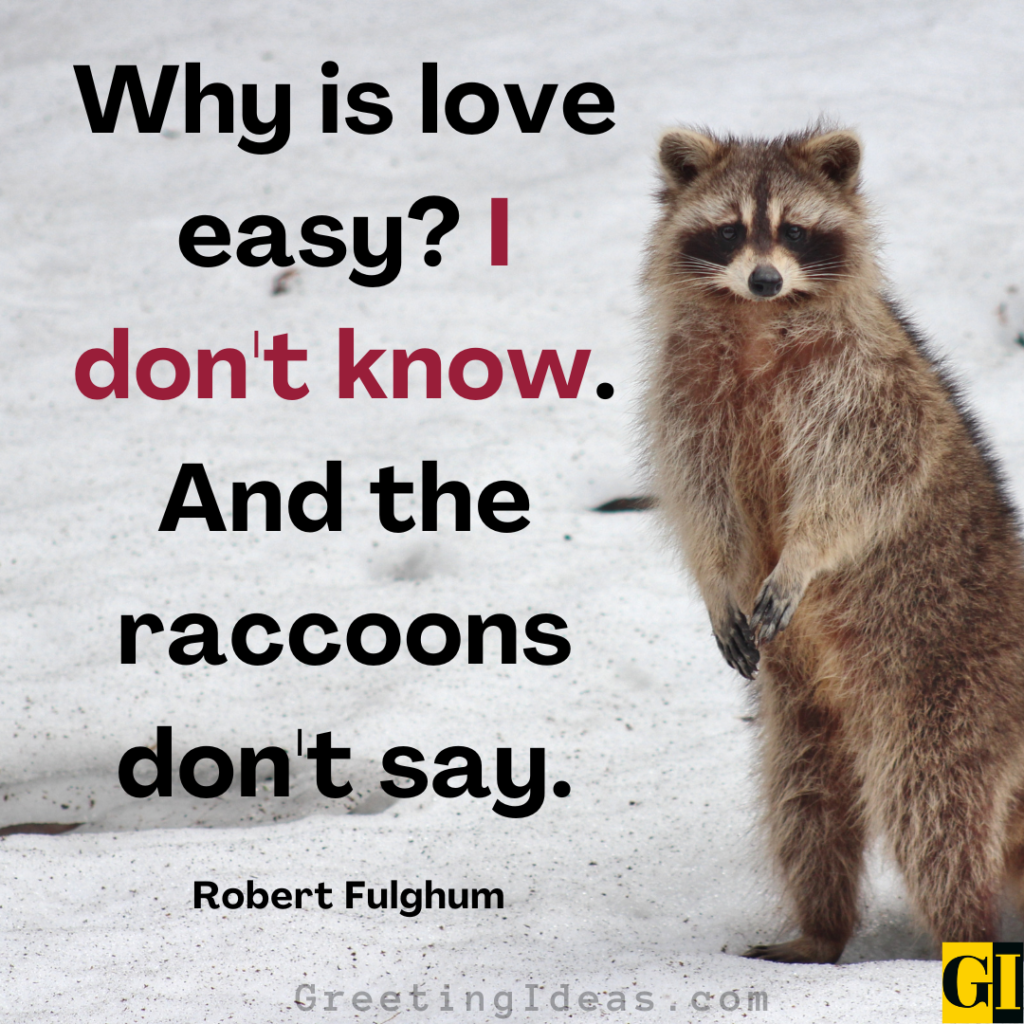 Raccoon Quotes Images Greeting Ideas 2