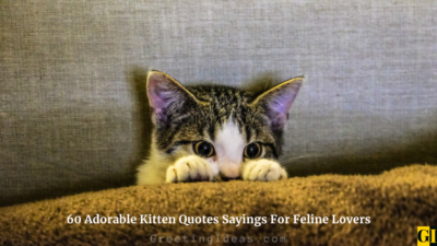 60 Adorable Kitten Quotes Sayings For Feline Lovers