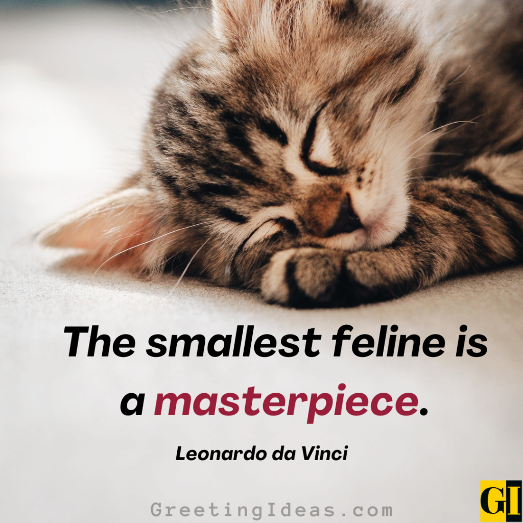 Kitten Quotes Images Greeting Ideas 1