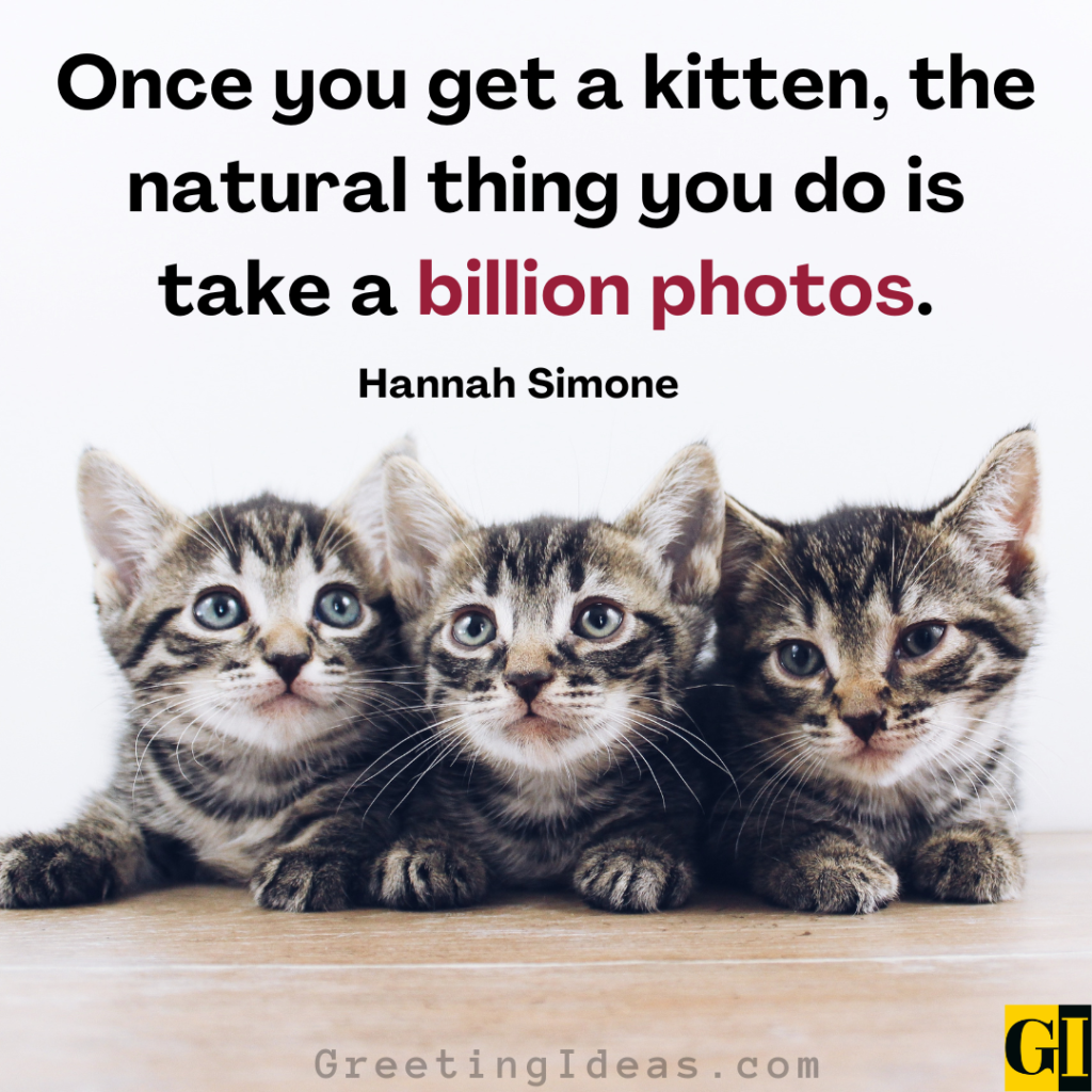 Kitten Quotes Images Greeting Ideas 3