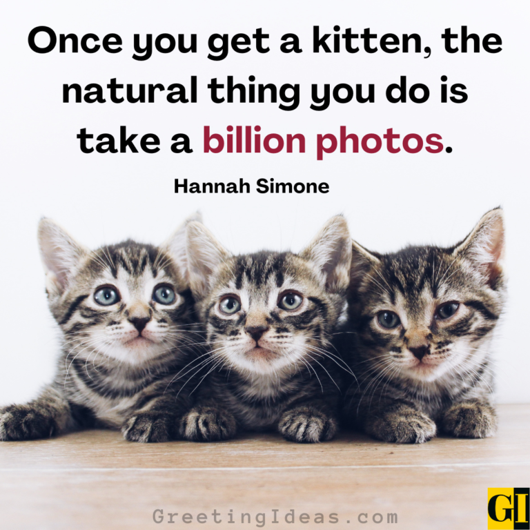 60 Adorable Kitten Quotes Sayings For Feline Lovers