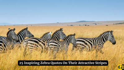 25 Inspiring Zebra Quotes On Their Attractive Stripes