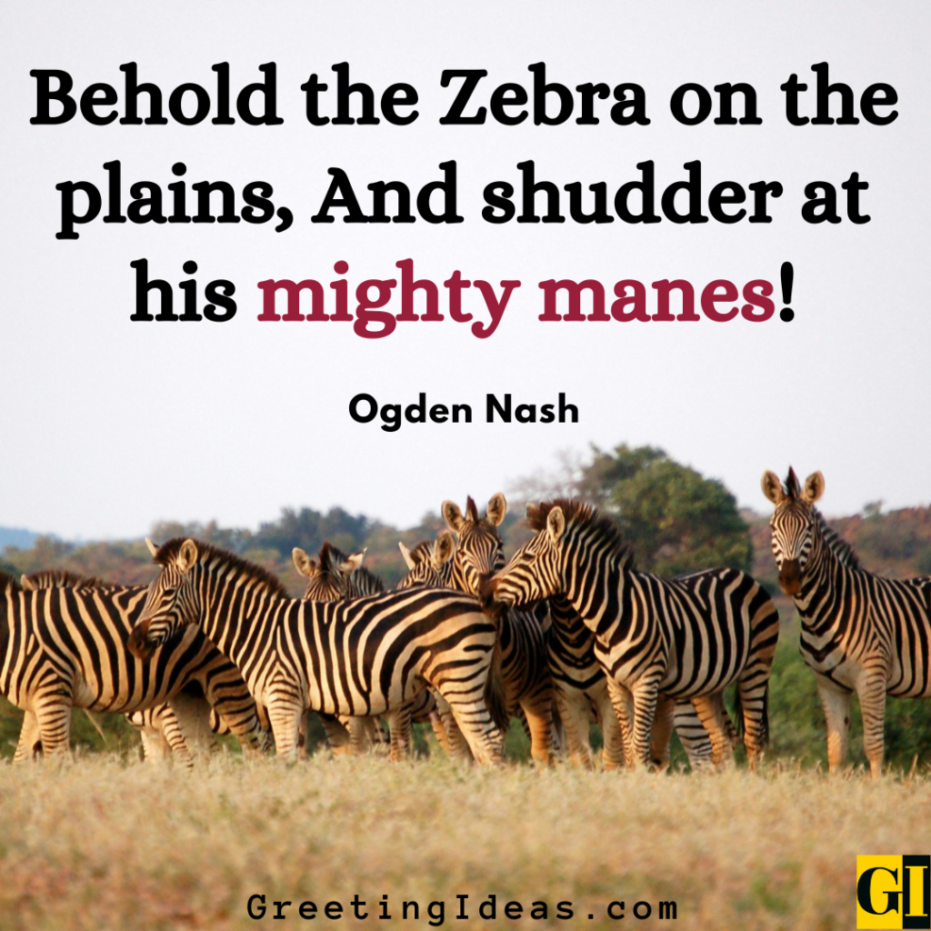 Zebra Quotes Images Greeting Ideas 1