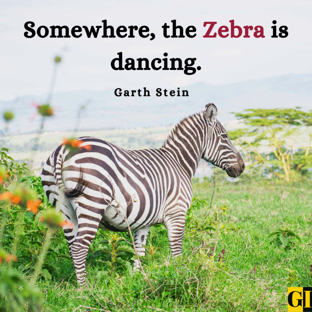 Zebra Quotes Images Greeting Ideas 2