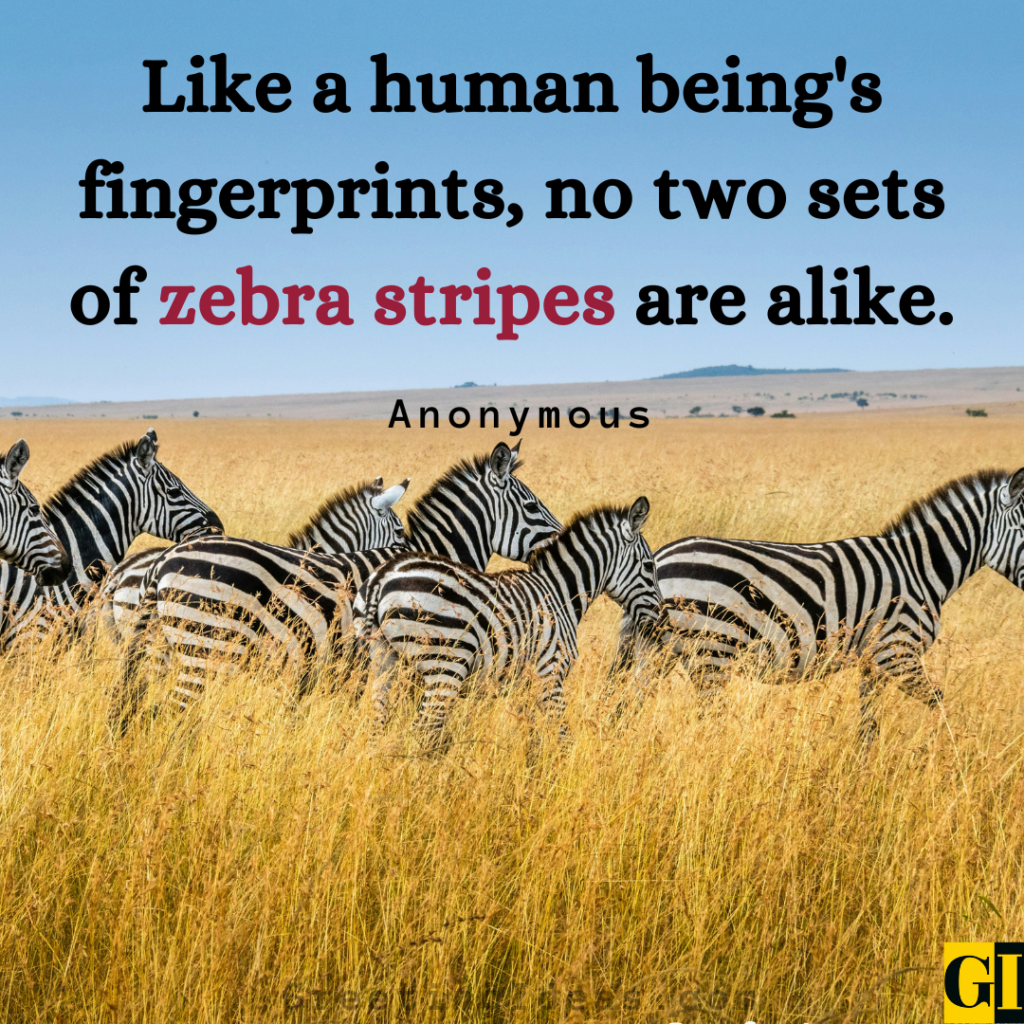 Zebra Quotes Images Greeting Ideas 3