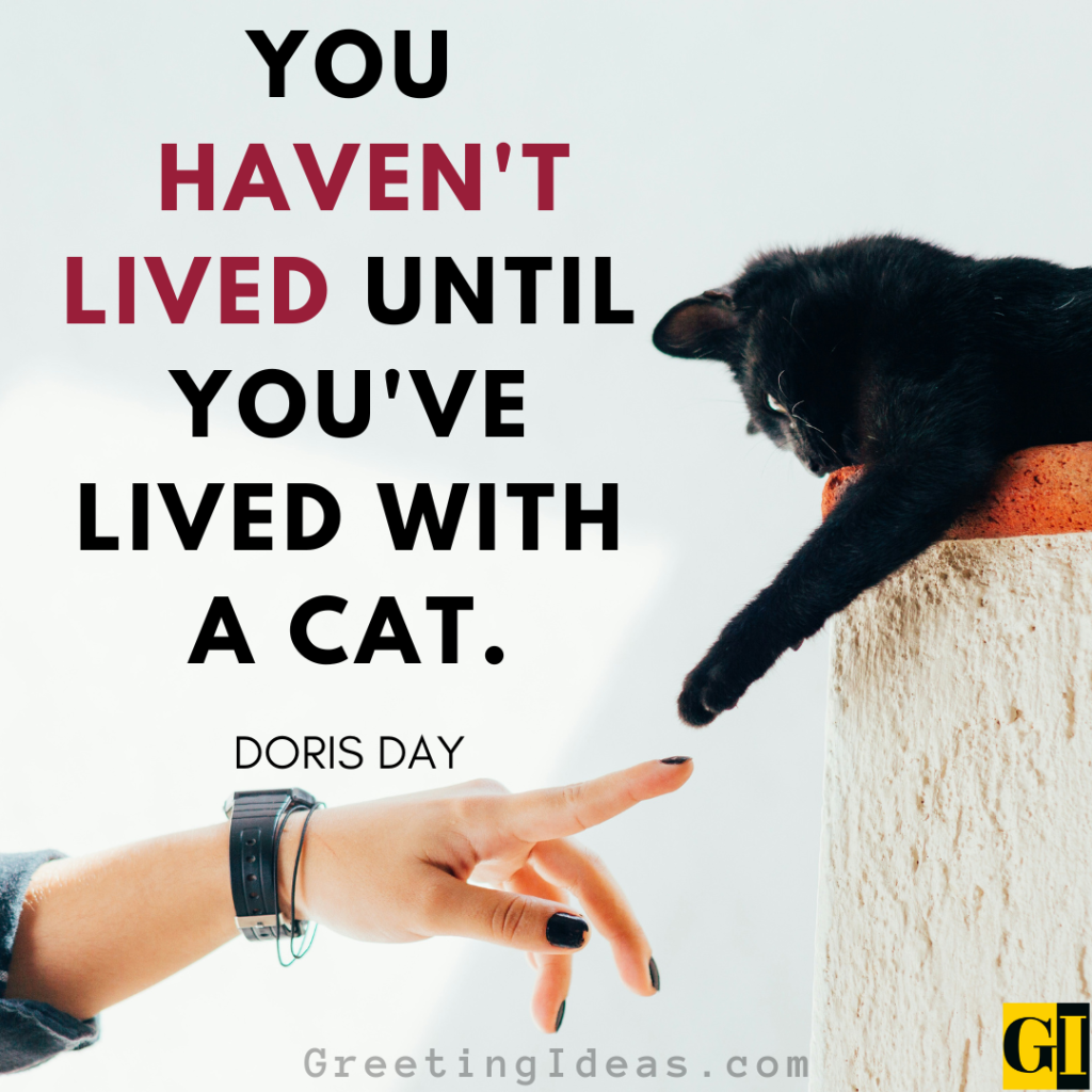 Cat Quotes Images Greeting Ideas 1