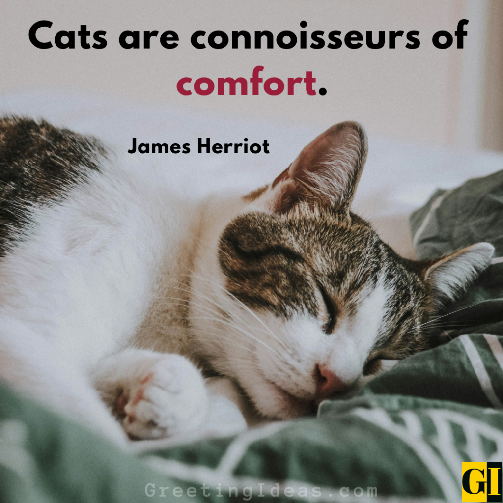 Cat Quotes Images Greeting Ideas 3