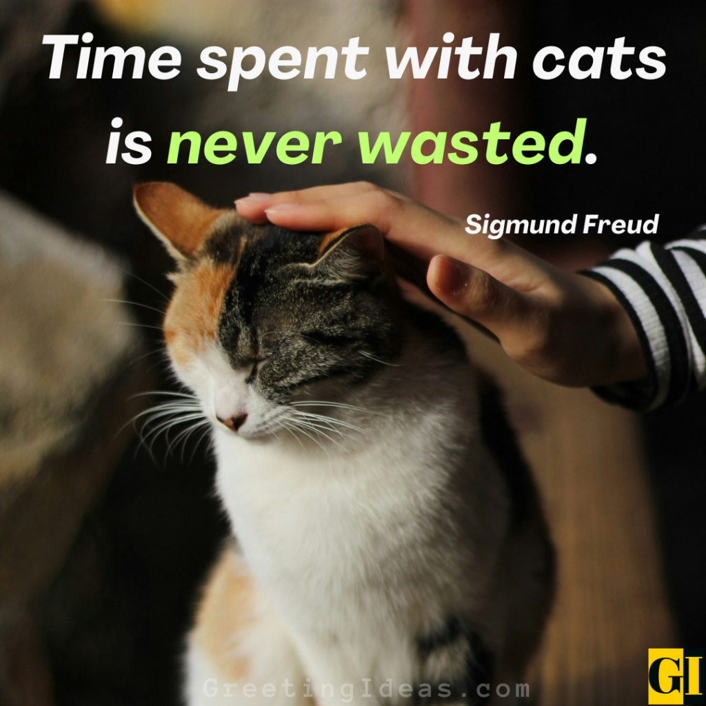 Cat Quotes Images Greeting Ideas 4