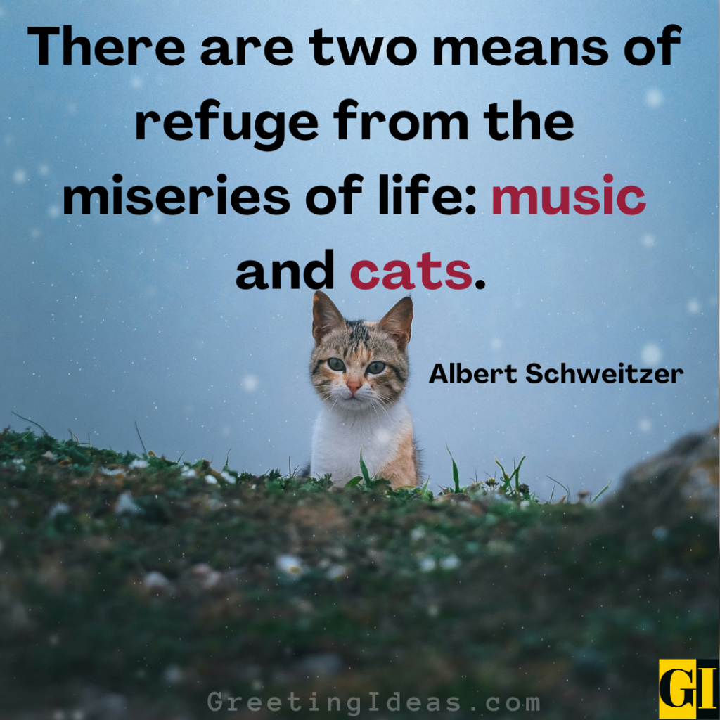 Cat Quotes Images Greeting Ideas 5