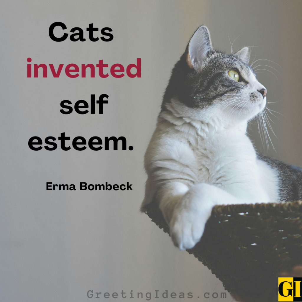 Cat Quotes Images Greeting Ideas 6