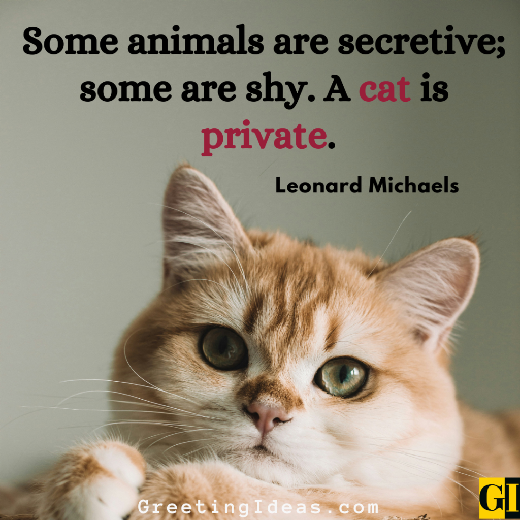 Cat Quotes Images Greeting Ideas 7