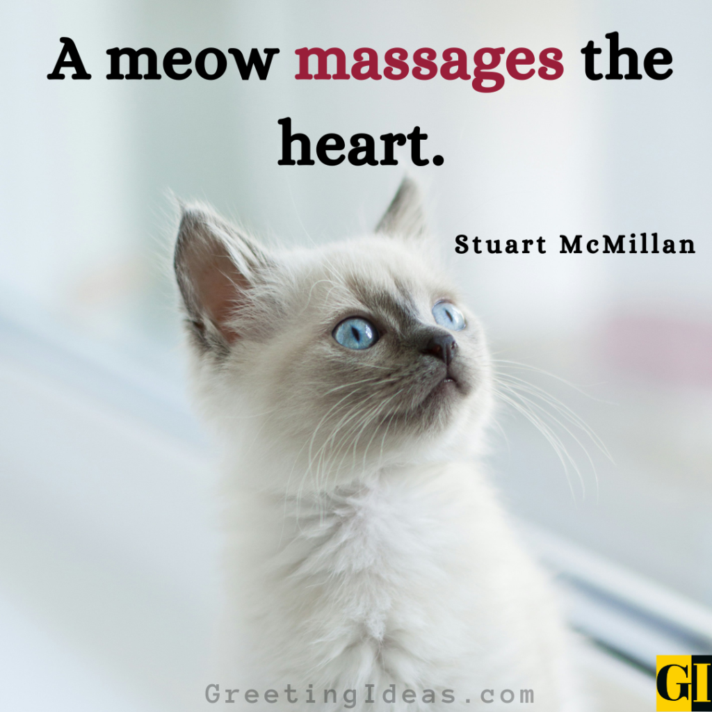 Cat Quotes Images Greeting Ideas 8