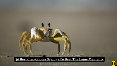 30 Best Crab Quotes Sayings To Beat The Lame Mentality