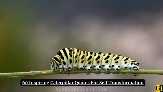 60 Inspiring Caterpillar Quotes For Self Transformation