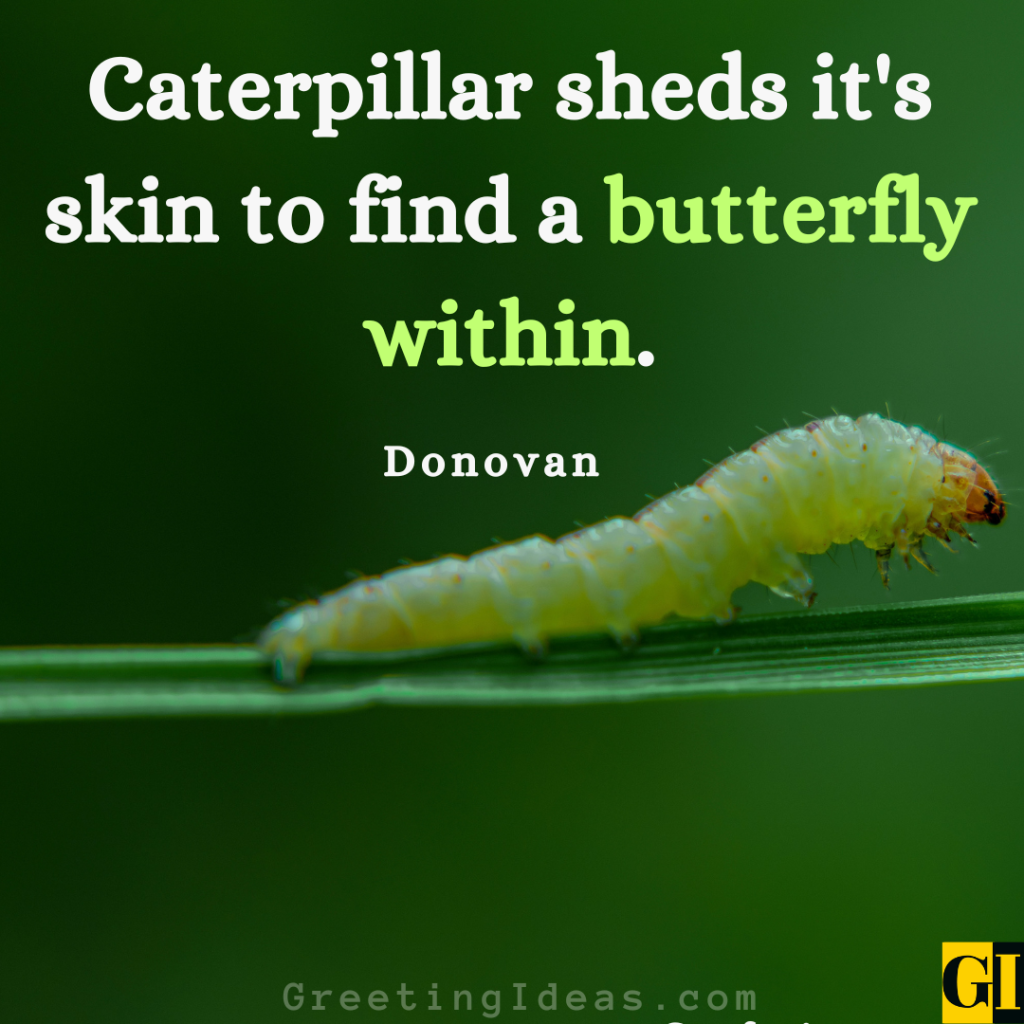 Caterpillar Quotes Images Greeting Ideas 5