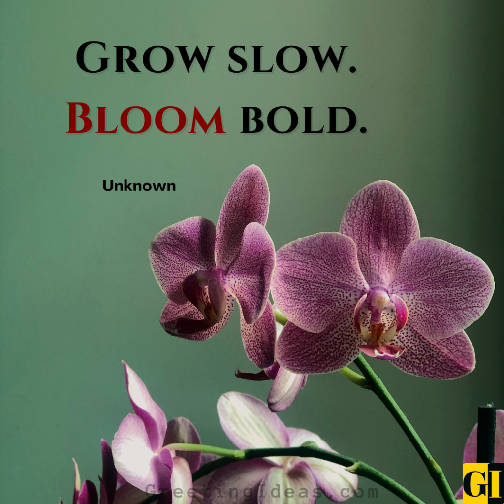 Grow Slow Bloom Bold — Short Orchid Quote Short inspirational orchid quote for Instagram captions: Grow slow. Bloom bold — petal beauty in four words.