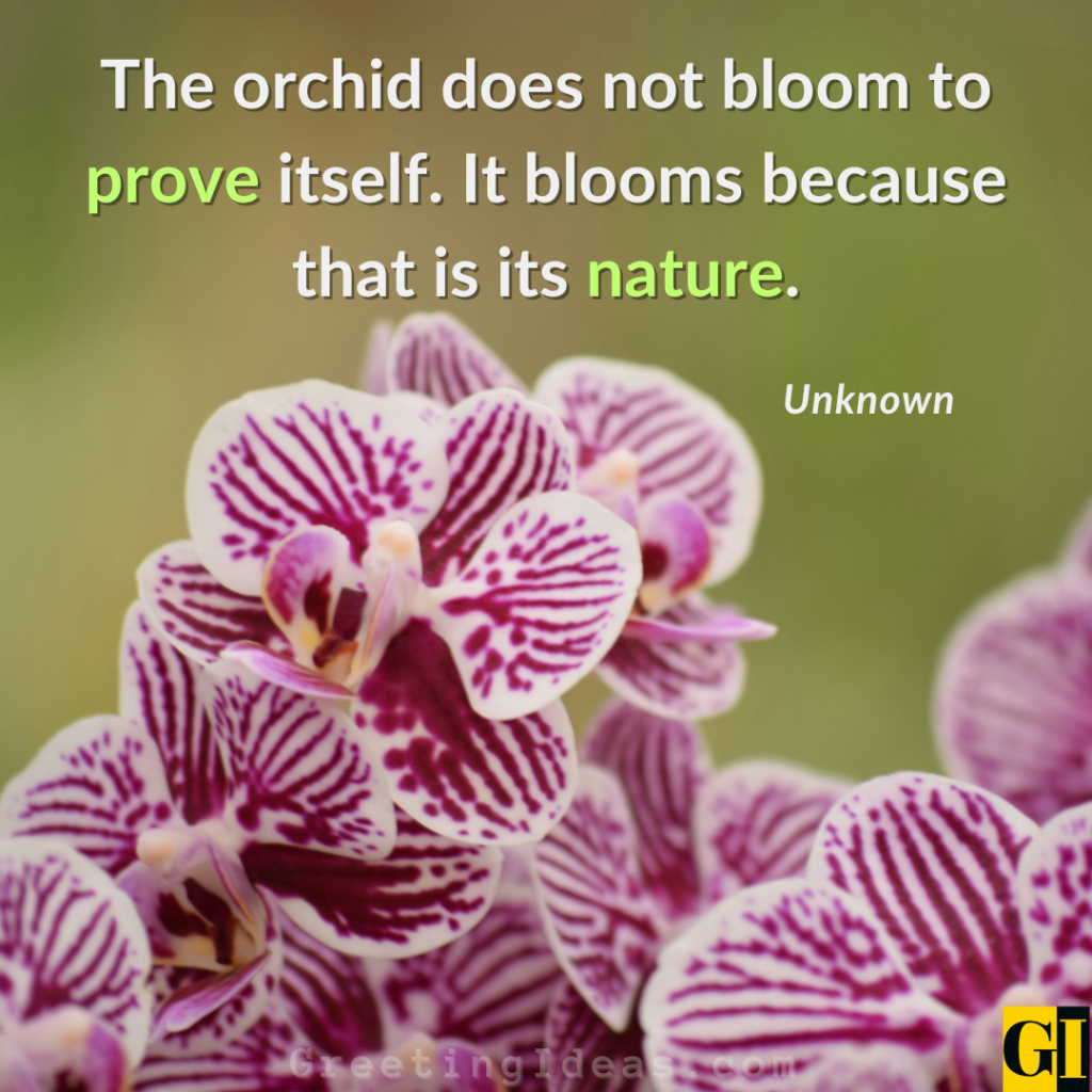 Blooming With Grace — Orchid Wisdom Inspirational orchid quote: The orchid does not bloom to prove itself — it blooms because that is its nature.