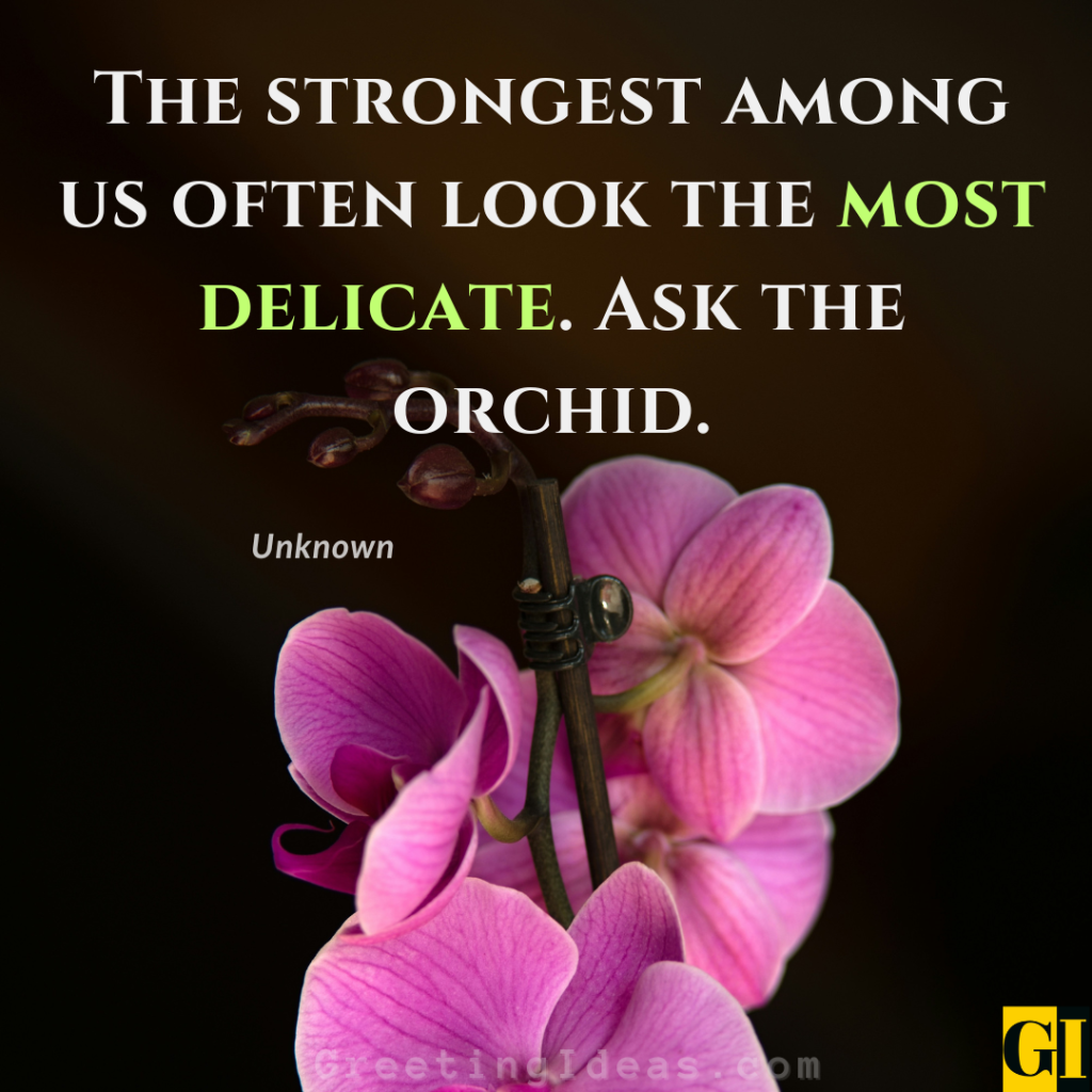 Quiet Strength — Orchid Resilience Quote Quiet strength orchid quote: The strongest among us often look the most delicate — Ask the orchid.