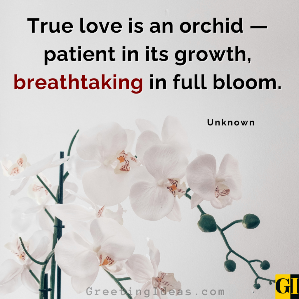 True Love Orchid Quote — Full Bloom Orchid love quote: True love is an orchid — patient in its growth, breathtaking in full bloom.